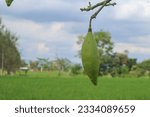 Small photo of Kapok on tree, Ceiba pentandra or White silk cotton tree( Ceiba pentandra Gaertn. Wong) Bombacaceae. kapok seeds with white fiber for making pillow isolated on white background