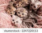 Small photo of scottish fold kittens in a basket on pink fur, photoshoot, isolation, litter, parody kittens for sale, quiet time in a basket, plush cute kittens in one place