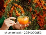 Small photo of a cup of aromatic healthy sea buckthorn tea in a glass cup in the hands of a girl on a background of branches with berries 3