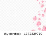 pink sakura falling petals... | Shutterstock .eps vector #1372329710