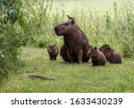 Funny Scene Of Capybara Family...
