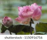 Royalty high quality free stock photo image of a pink lotus flower. The background is the lotus leaf, pink lotus flower, lotus bud in a pond. 