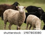 A group of black and white sheep graze in a green meadow. Selective focus.                               