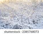 Small photo of Winter background of snow-covered shrubbery in the sunlight of a frosty winter day.