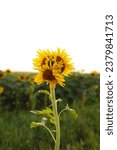 Small photo of Unusual modified sunflower mutation at field. Deformulated conjoined mutated yellow flower with three heads. Climate change, global warming. Vertical photo.
