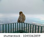 Barbary Macaque Ape Relaxes At...