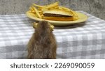 Small photo of Mangy Rat Peering at Greasy Hamburger and French Fries on Table.
