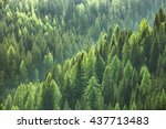 Healthy green trees in a forest of old spruce, fir and pine trees in wilderness of a national park. Sustainable industry, ecosystem and healthy environment concepts and background.