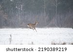 Small photo of Roe deer in a field covered with snow. In winter, a deer grazes in a field with sown grain. Wild animal in winter.