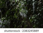 Small photo of Phenomenal icicles on bushes and grass, moss on rocks in the background. Low temperature in the mountains and high air humidity.