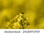 Close-Up of a Bee Pollinating Vibrant Yellow Rapeseed Flowers on a Sunny Day