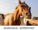 Small photo of Delighted mare chomping on a piece of bread with crumbs floating in the air