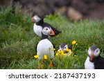 Puffin with large orange beak in an upright position near others among the green grass and yellow flowers - Symbol of Iceland