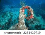 Small photo of Divers explore the reef and 18th century anchor at the Proselyte dive site off the Dutch Caribbean island of Sint Maarten