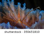 Yellowline Arrow Crab (Stenorhyncus seticornis) sits in an azure vase sponge, Bonaire, Netherlands Antilles