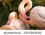 Two Beautiful Pink Flamingos...