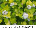 White Flowers Of Wild Hydrangea