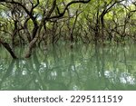 Ratargul swamp forest is a...
