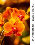 Beautiful Orange Orchid Flower. ...