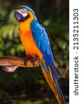 Blue yellow macaw parrot....