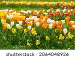 Small photo of Beautiful spring flower bed with lot of different color and variation of flowers, tulips, narcissus and Muscari Grape Hyacinth.