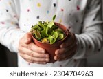 Close up view of child hands holding The Venus flytrap, Dionaea muscipula flower pot in hands in home. Interesting alternative house plant concept.