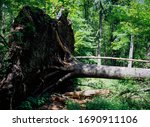 Fallen Tree  Bialowieza Forest  ...