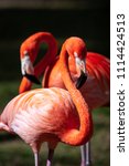 Portrait Of A Pair Of Flamingo...