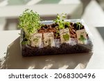 Small photo of Mini herb garden seedlings sprouting in a container on a window at home. Garden Cress, Chives, Coriander, Basil