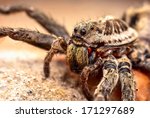 Macro Shot Of A Wolf Spider 