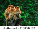 Three Hiding Proboscis Monkeys...