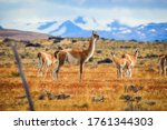 Wild And Beautiful Guanaco With ...
