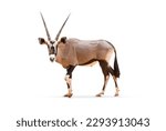 Small photo of Wild Arabian Oryx leucoryx,Oryx gazella or gemsbok isolated on white background. large antelope in nature habitat, Wild animals in the savannah. Animal with big straight antler horn.
