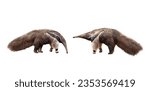 Small photo of collection, Giant anteater isolated on White Background. clipping path included. Anteater zoo animal walking facing side. Giant Anteater, Myrmecophaga tridactyla, animal with long tail ane long nose.