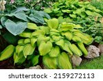 Hosta With Green And Yellow...