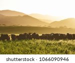 large livestock of cows in a long grass meadow field during sunset against layers of different height mountains in the background. Summertime.
