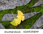 Ginkgo Leaves On Stone And Moss