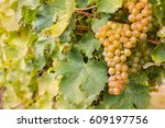 bunch of ripe Sauvignon Blanc grapes in vineyard