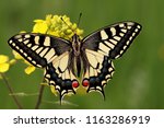 Swallowtail Butterfly   Papilio ...