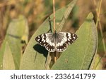 Small photo of Anatolian Queen butterfly (Melanargia larissa)