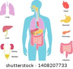 human body internal organs... | Shutterstock .eps vector #1408207733
