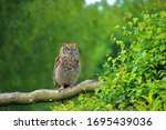 Owl Perching On Branch In Green ...