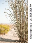 Small photo of Ocotillo exploding from the desert in Joshua Tree national park. Also known as coachwhip or candlewood or even vine cactus, exploding out of the desert with mountains in the background.