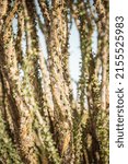 Small photo of Closeup on the snake-like vines of the ocotillo tree in Joshua Tree national park. Also known as coachwhip, candlewood, or vinewhip. Spirals of sprouts and spines around wood.