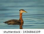 Small photo of Red necked grebe on the water in Minnesota.