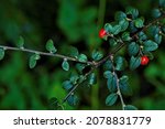 Small photo of Cotoneaster dammeri, the bearberry cotoneaster.