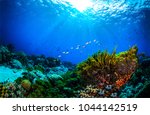 Underwater Coral Reef In Ocean...