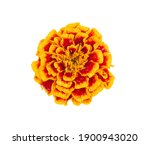 Marigold Flower Isolated On...