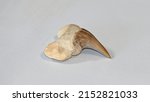 Small photo of Fossil of a shark tooth from the Eocene period