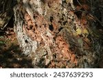 Small photo of A felled tree trunk rotting with lots of holes and rot.